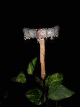 Load image into Gallery viewer, Oxidised Chocker
